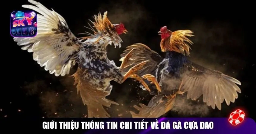 Giới thiệu thông tin chi tiết về đá gà cựa dao