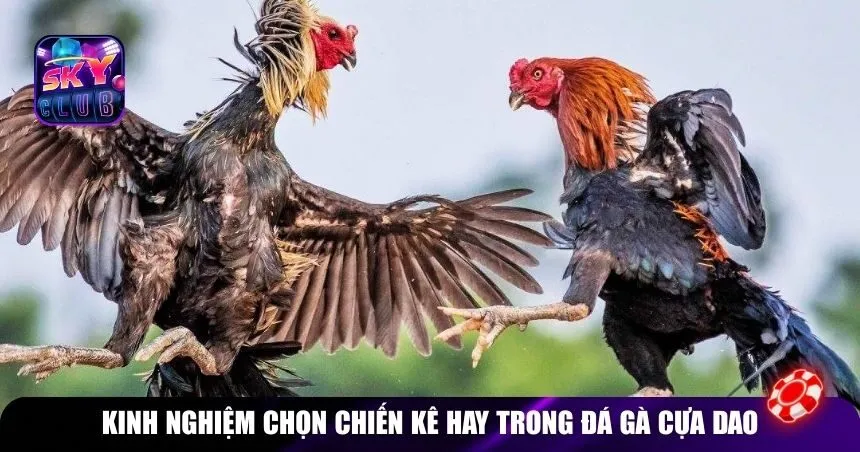Kinh nghiệm chọn chiến kê hay trong đá gà cựa dao