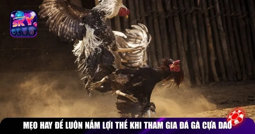 Mẹo hay để luôn nắm lợi thế khi tham gia đá gà cựa dao